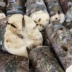 Agarwood tree trunk