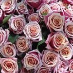 Rose Absolute (Bulgaria)