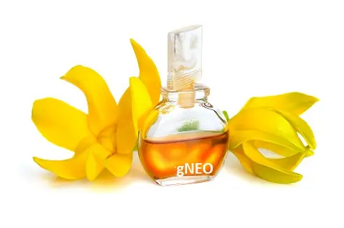 Ylang ylang essential oil