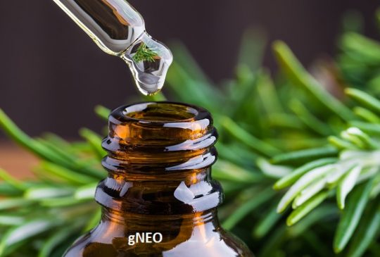 Organic Rosemary Essential Oil