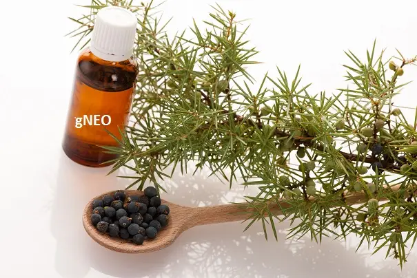 Juniperberry Essential Oil