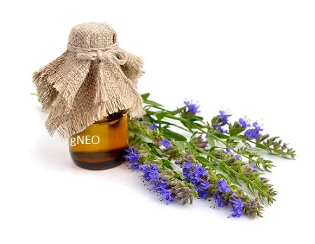 Organic Hyssop Essential Oil