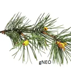 Pine Essential Oil