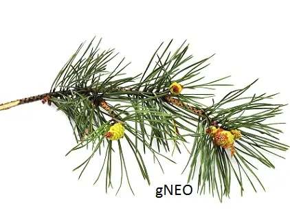 Pine Essential Oil