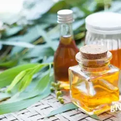 Organic Eucalyptus Globulus