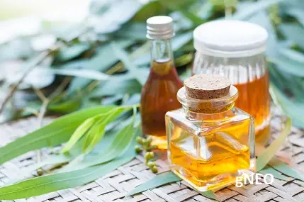 Organic Eucalyptus Globulus