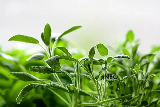 Organic Sage Essential Oil