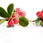 Wintergreen Essential Oil