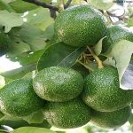 Avocado Oil (Conventional)