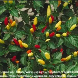 Capsicum