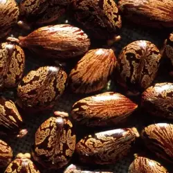 Castor oil