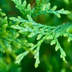 Cedarwood essential oil