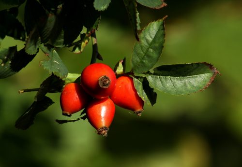 Rosehip