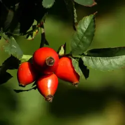 Rosehip