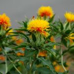 Safflower Oil (High OLEIC) (Organic)