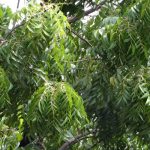 Neem Seed Oil (Virgin) (Organic)