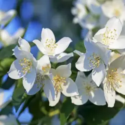 Jasmine