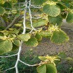 Witch Hazel Natural USP Oil