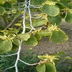 Witch Hazel