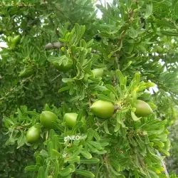 Organic virgin deodorized argan carrier oil