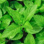 Spearmint Essential Oil