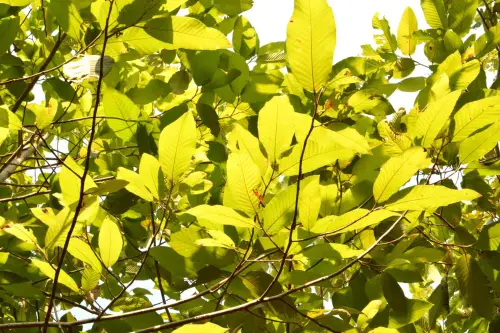 Gurjum Balsam Essential Oil