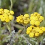 Helichrysum Essential Oil (Organic)