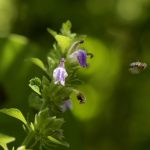 Spikenard Essential Oil (Organic)