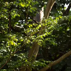 Balsam Peru Essential Oil