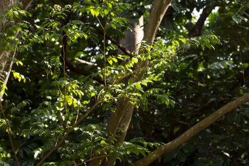 Balsam Peru Essential Oil