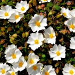 Cistus Essential Oil (Organic) (Spain)