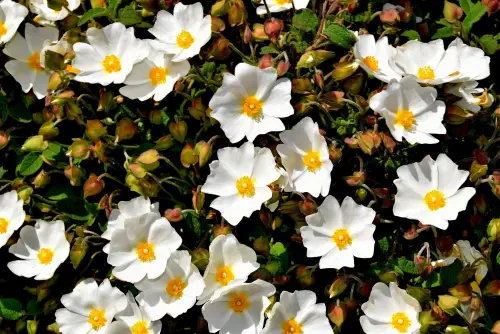 Organic Cistus Essential Oil