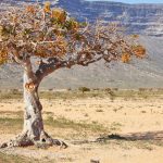 Opoponax Essential Oil