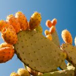 Prickly Pear Seed Oil (Virgin) (Organic)