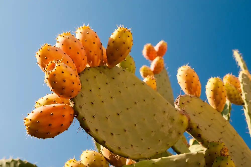 Virgin Organic Prickly Pear Seed Oil