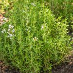 Thyme ct Linalool Essential Oil (Organic)