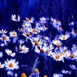 Chamomile (Blue/German) Essential Oil