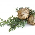 Cypress Essential Oil (Organic)