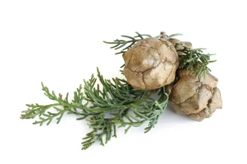 Organic Cypress Essential Oil