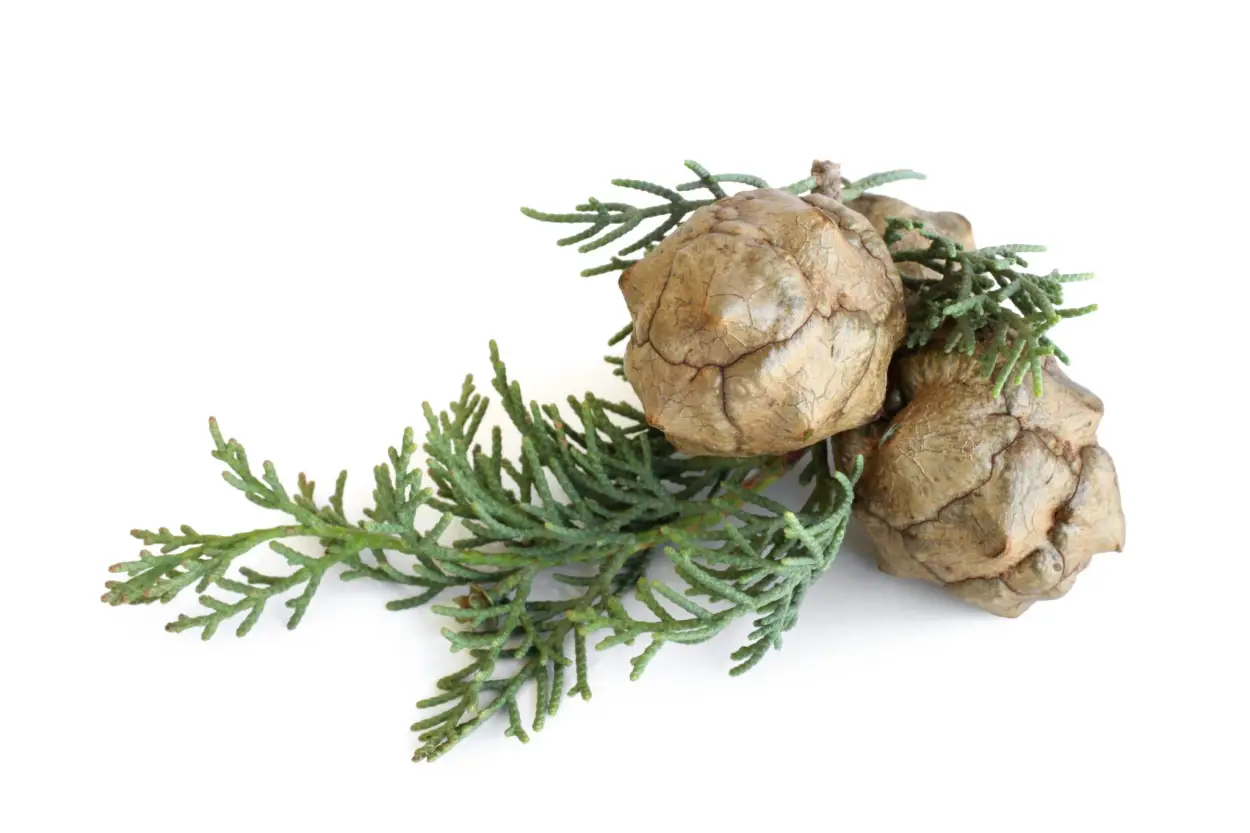 Organic Cypress Essential Oil