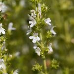 Savory (Winter) Essential Oil (Organic)