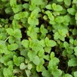 Cornmint Essential Oil