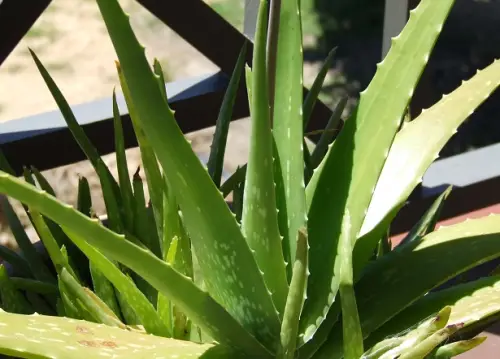 Aloe vera
