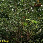 Tamala Essential Oil aka Indian Bay Essential Oil