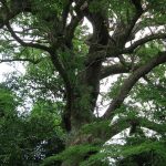 Ho Wood Essential Oil