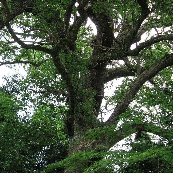 Ho Wood Essential Oil