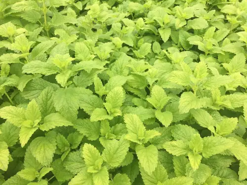 Melissa Essential Oil