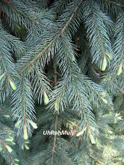Spruce Helmlock