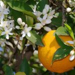 Neroli Essential Oil (Organic)
