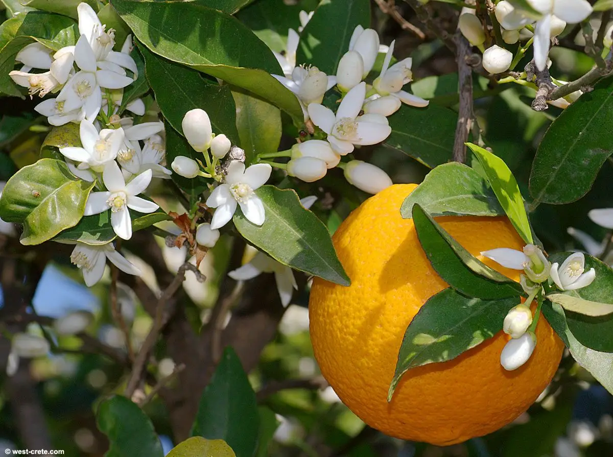 Neroli orange flower